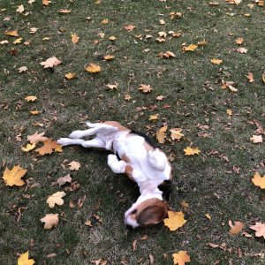 Mans suns rudenī 2018