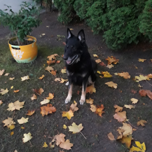 Mans suns rudenī 2018