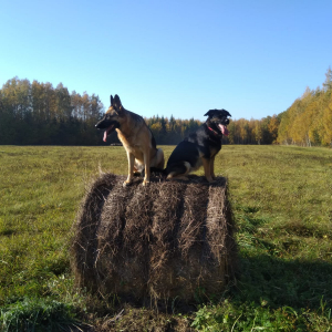 Mans suns rudenī 2018