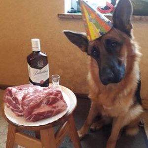 Suņa dzimšanas diena