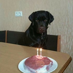 Suņa dzimšanas diena