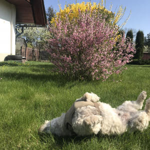 Suņa pavasara darbi