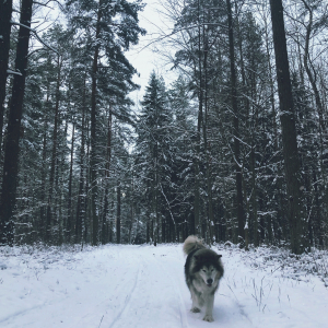 Suņa ziemas prieki