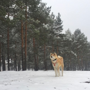 Suņa ziemas prieki