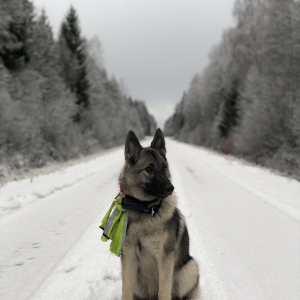 Suņa ziemas prieki