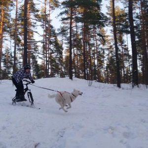 Suņa ziemas prieki