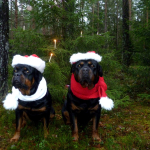 Suņa Ziemassvētki 2017