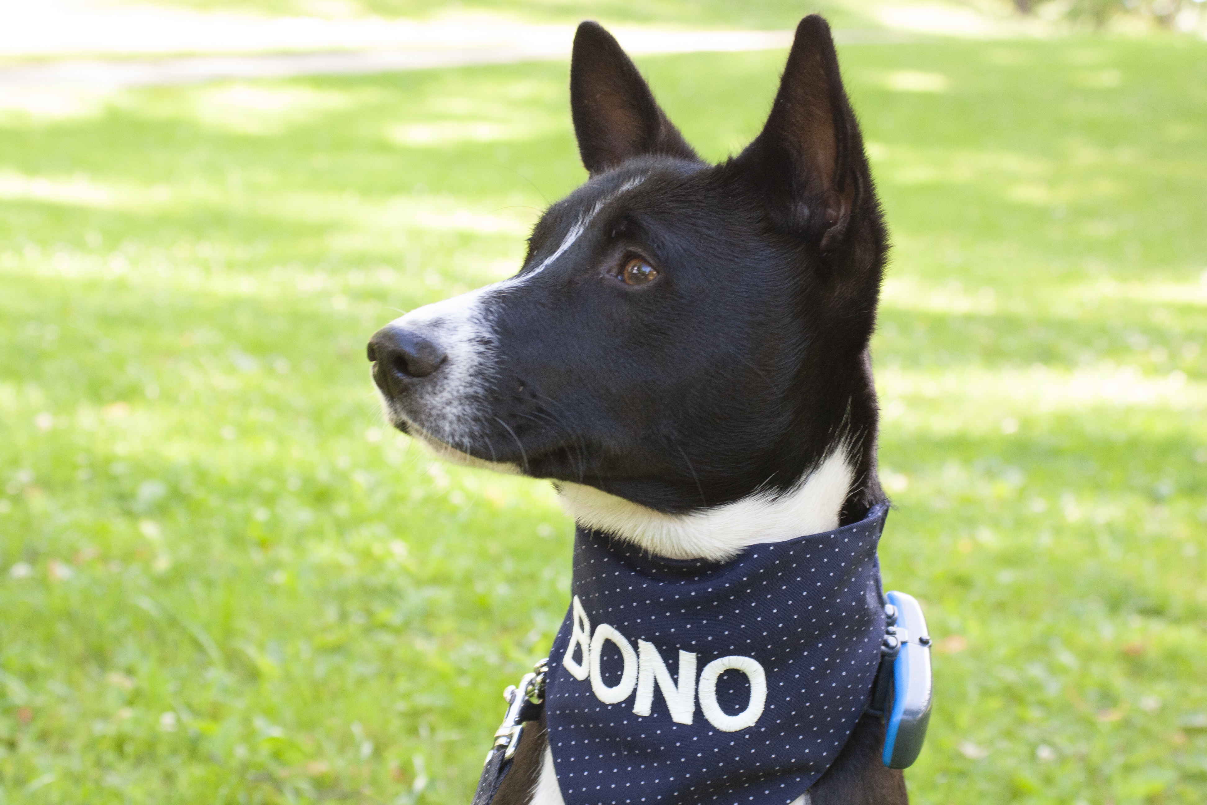 Doggo Pet products - skaistākās lietas Jūsu sunim