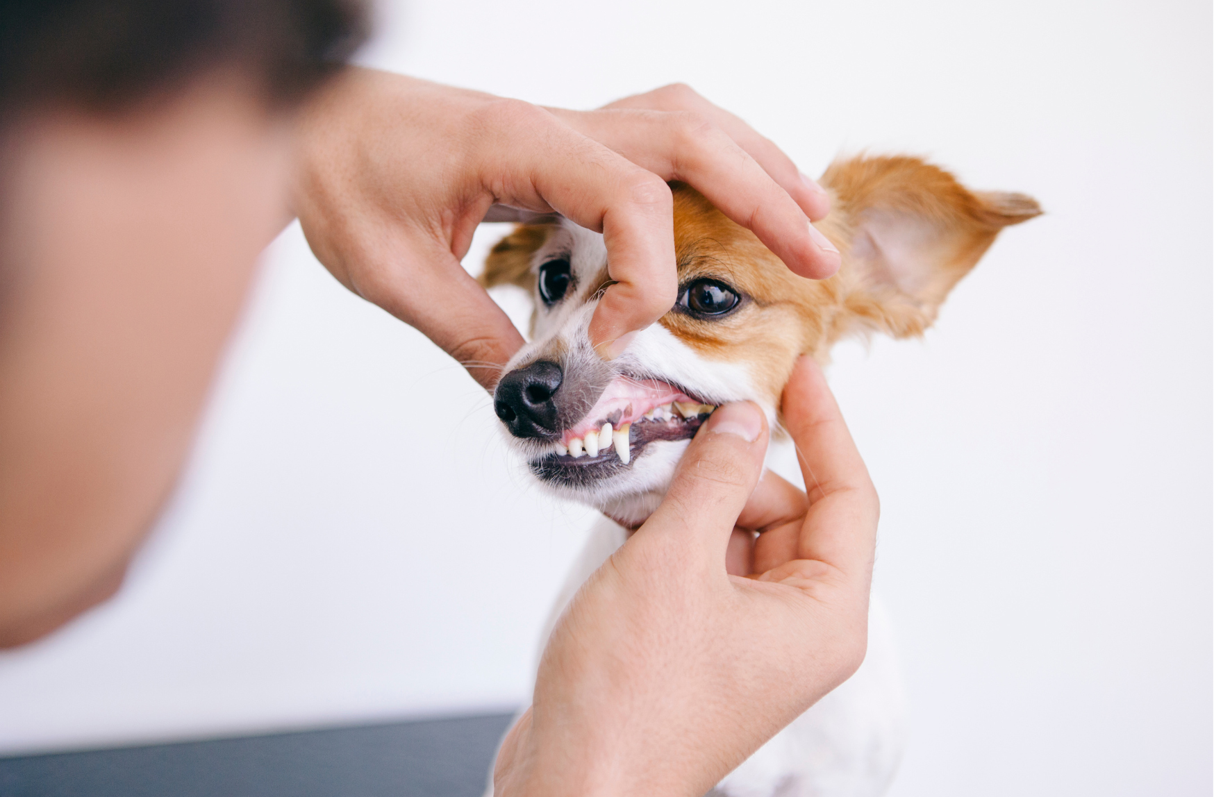Uzzini vairāk par zobu kopšanu suņiem