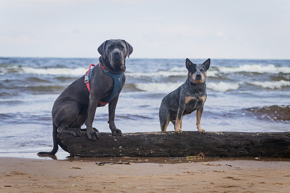 Jūrmala. Suņiem draudzīga pludmale rudenī un ziemā!