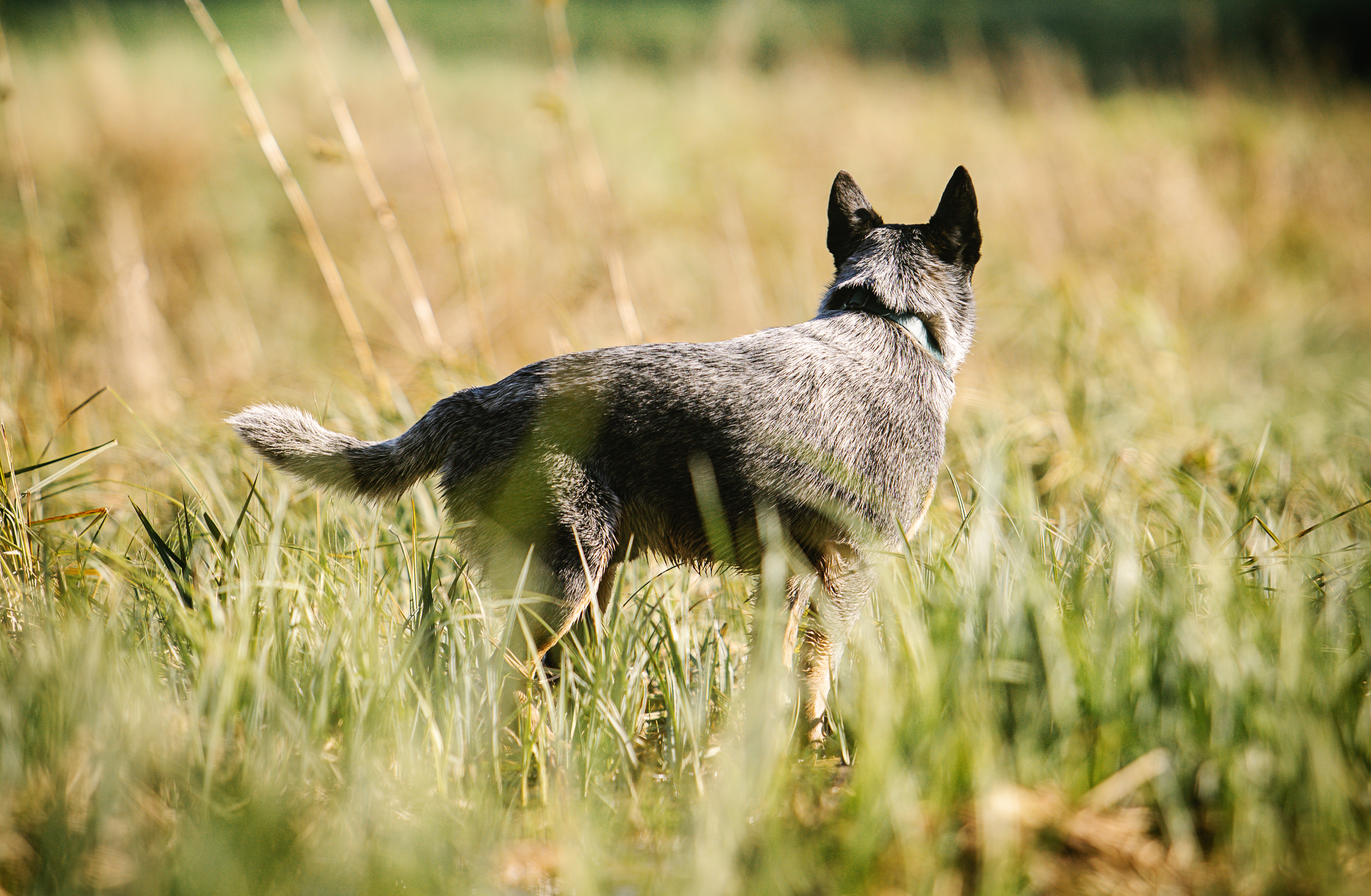 Pieaug ar leptospirozi saslimušo suņu skaits 